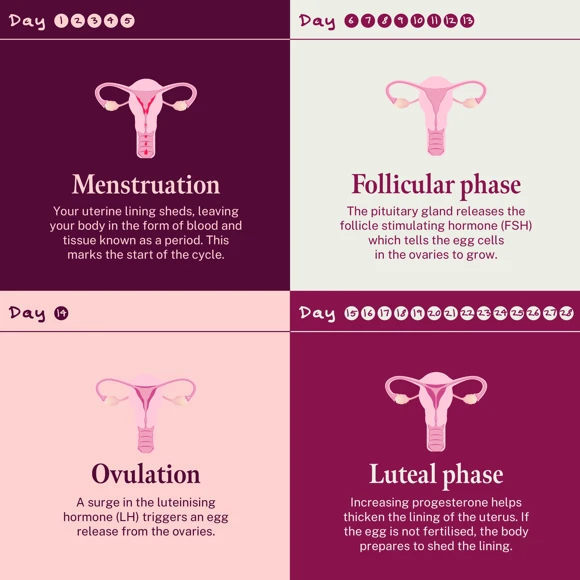 image showing: menstruation, follicular phase, ovulation, luteal phase